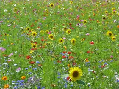 Enfin, comment appelle-t-on le traitement des maladies par les plantes ?
