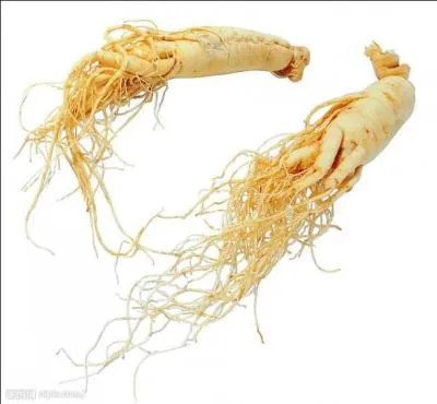 Le ginseng est considr comme un  remde universel . Savez-vous dans quelle pninsule on le cultive le plus ?