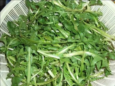 Si on dcompose son nom, on dcouvre qu'elle voque d'elle-mme ses proprits diurtiques. De quelle plante s'agit-il ?