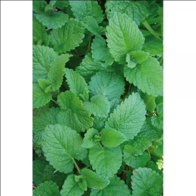 Selon la rumeur, laquelle de ces plantes est cense loigner les moustiques ?