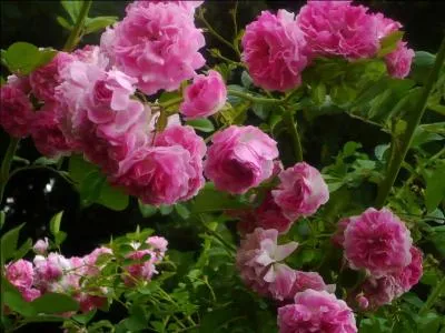 Cette rose est trs utilise pour son huile parfume. De quelle ville de Syrie tient-elle son nom ?