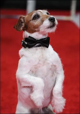 Comment se prnomme ce mignon petit toutou, acteur dans  The Artist  ?