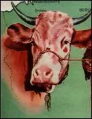 Dans quel film cette vache a-t-elle jou ?