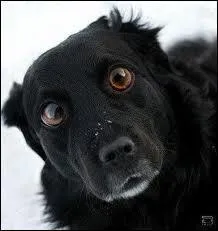 Cet animal est un...