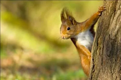 Et l, on reconnat bien l'cureuil roux d'Amrique !