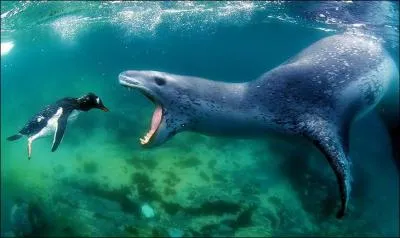 Vous ne le saviez peut-tre pas, mais une otarie  fourrure peut dvorer un manchot, comme sur la photo !
