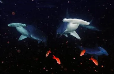 Il est dangereux et compltement marteau !