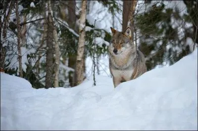 L'expression   la queue leu-leu  a t inspire de cet animal !