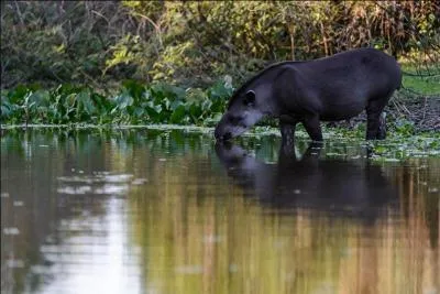 Il est impossible de se tromper, il s'agit bien du grand tamanoir !