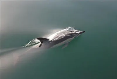 Il est rput avoir sauv des vies humaines, c'est le dauphin !