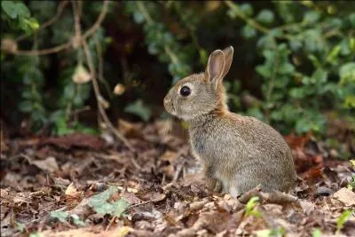 Et l, difficile de faire une erreur, c'est bien un levraut !