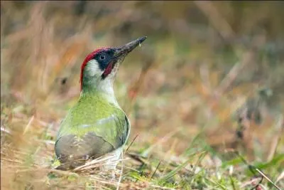 Vous savez que je ne mens jamais, donc si je vous dis que c'est un pic vert, c'est que c'est vrai !