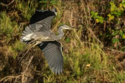 Il est vident qu'il s'agit du hron cendr !