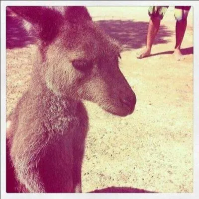 Comment s'appelle ce bb kangourou ?