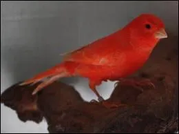 Nous allons commencer par une question facile en admirant ce canari de couleur rouge, mais de quelle couleur est le canari à l'origine ?