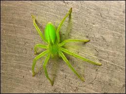 Quelle est cette araignée d'un beau vert-jaune ne tissant pas de toile ?