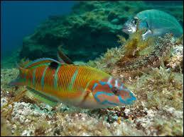 Quel est ce poisson méditerranéen bien coloré ?