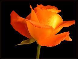 La rose orange symbolise :