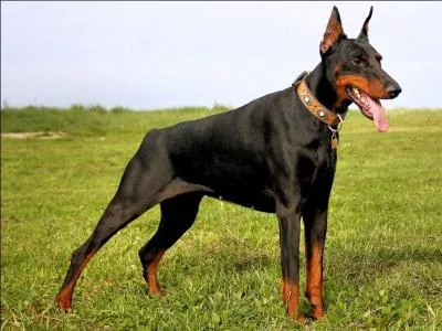 Mais au fait, est-ce que vous savez  quoi le doberman sert ou servait ?