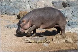 Savez-vous quel est le principe de soumission chez les hippopotames ?