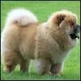 C'est un chow-chow