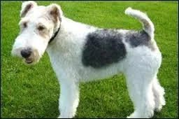 Quelle est ma race ?