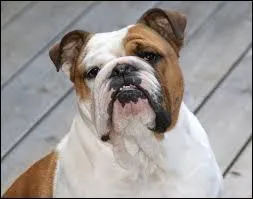 Pitbull ou bulldog ?