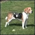 La race de ce chien est beagle