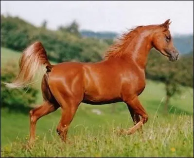 Quelle est la couleur de la robe de ce cheval ?