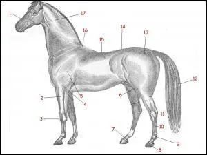 Comment s'appelle la partie 17 ?