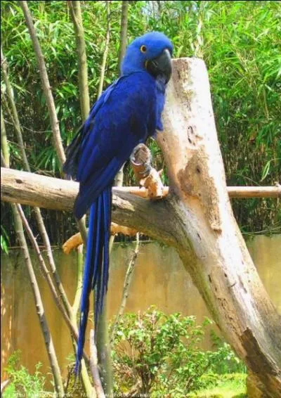 Quelle est cette espce d'aras ?