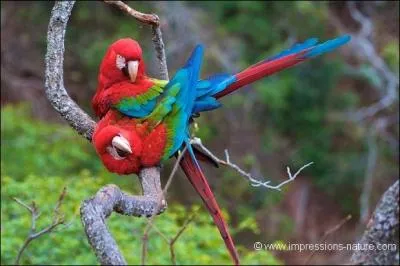 Quelle est cette espce d'aras ?