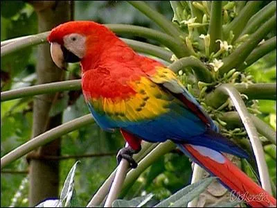 Quelle est cette espce d'aras ?