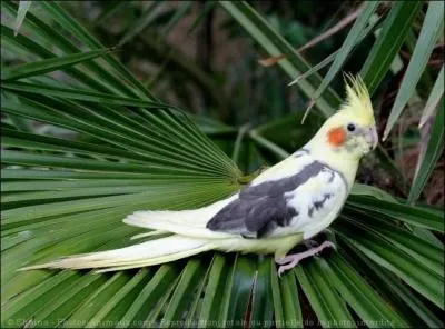 Est-ce une espce d'aras ?