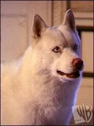 Pourquoi Prue est-elle chien ?