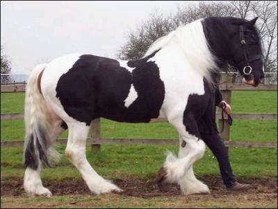 Cette race de chevaux peut mesurer plus de deux mtres au garrot, elle est considre comme la plus grande au monde comment s'appelle-t-elle ?