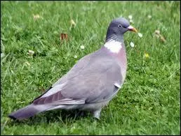 Est-ce une palombe ?