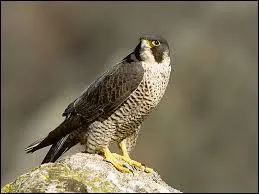 Une facile pour la dernire ; sans rflchir, c'est un aigle !