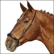 Comment s'appelle ce genre de muserolle ?