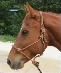 Comment s'appelle ce genre de licol ?