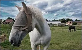 Comment s'appelle cette sorte de  chapeau  ?