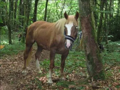 Comment s'appelle l'os de la joue qui a le mme nom qu'un gteau ?