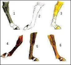 Sur cette image, quelle est la balzane qui est dite  haut-chausse  ?