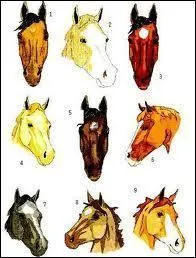 Sur cette image lequel de ces chevaux  boit dans son blanc  ?