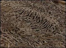 Vous aimez caresser la fourrure de son manteau de -------.