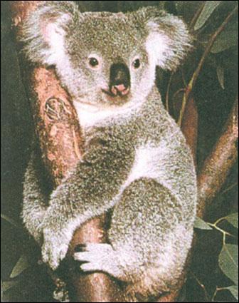  quoi ressemble le cri du koala ?