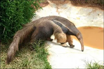 Que se passe-t-il si un tamanoir affronte un puma ?