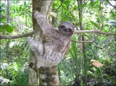Combien faut-il de temps pour qu'un paresseux parcourt 1 km ?