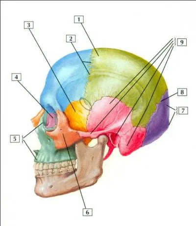 O est situ, sur la tte,  le mastode  ?