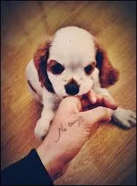 Quel est le nom de son chien (ci-dessous) ?